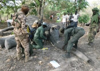 Provinces : les éléphants sèment la panique dans certains cantons de la Tandjilé et du Logone Occidental