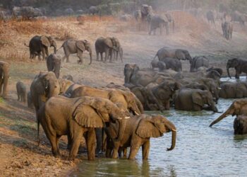 Tchad : vers un transfert d’éléphants en Russie