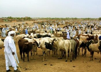 Tchad : 60 % des transhumants n’ont suivi aucun cursus d’enseignement